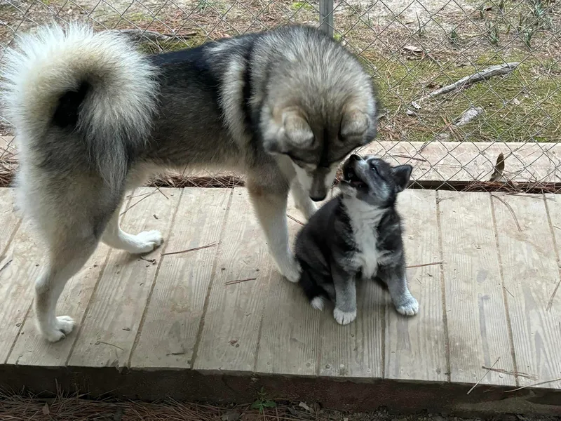 Hundley's Husky Haven