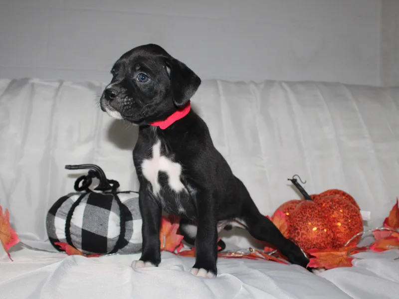 Hundred Acre Wood Homestead Kennels