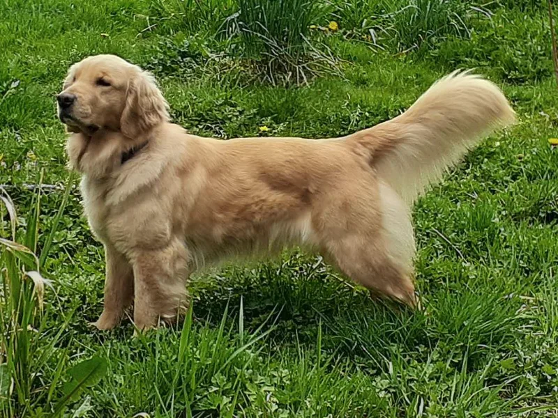 Hunnydew Goldens