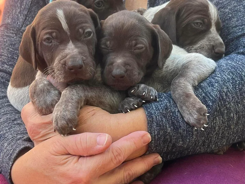 Hunsberger German Shorthaired Pointers