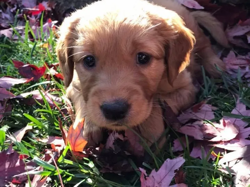 Hunt 'Em Up Goldens