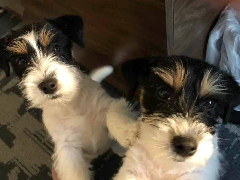 Hunt Valley Russell Terriers