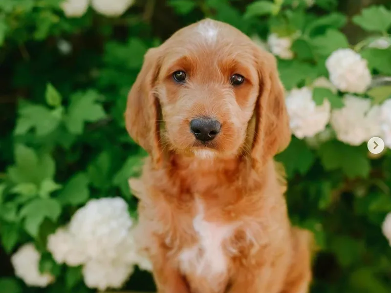 Hunter Golden doodles