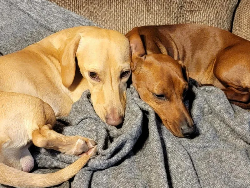 Hunter Lane Dachshunds