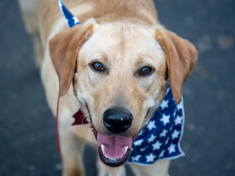 Hunter Mill Retrievers, LLC