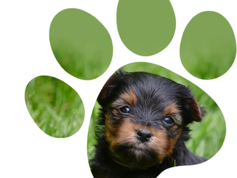 Hunter's Creek Kennel