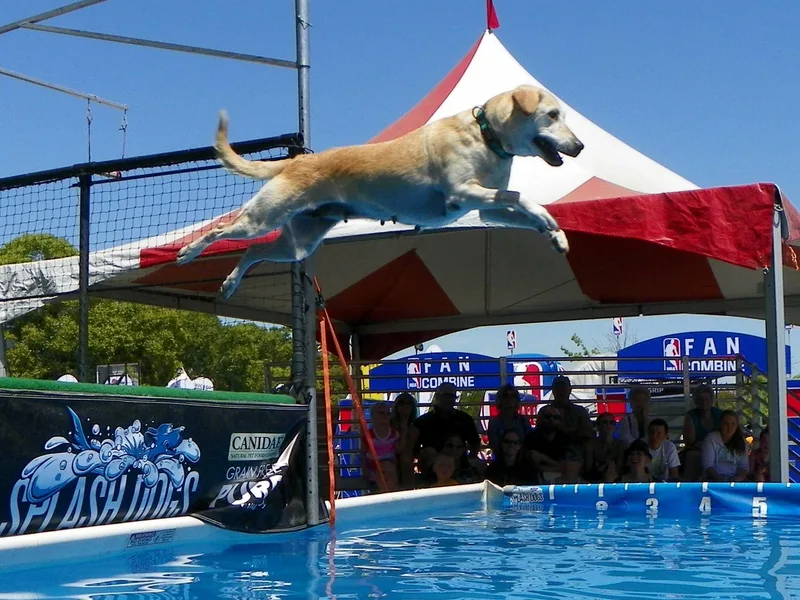 Hunter’s Moon Labradors