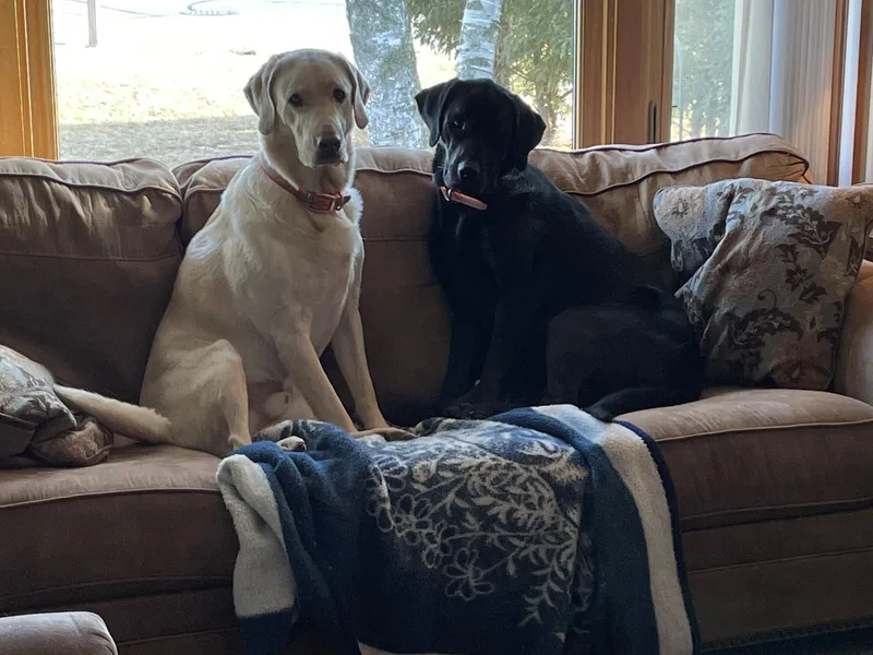 Hunter’s Moon Retrievers