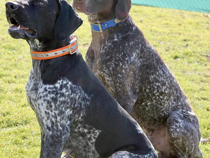 Hunter Station Canines