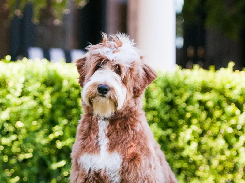 Hunterberry Hill Labradoodles