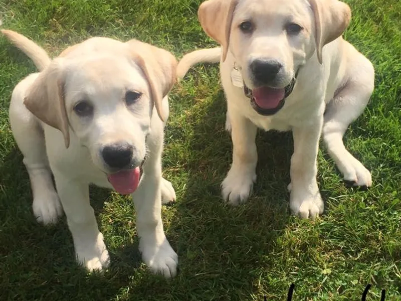 Hunters Dream Labradors
