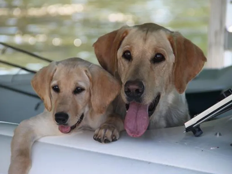Hunters Kennels