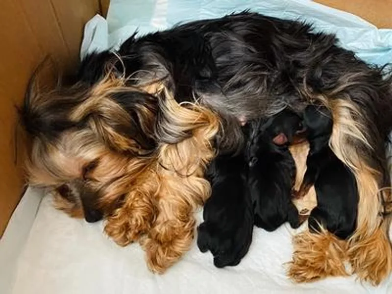 Hunting Hills Yorkies