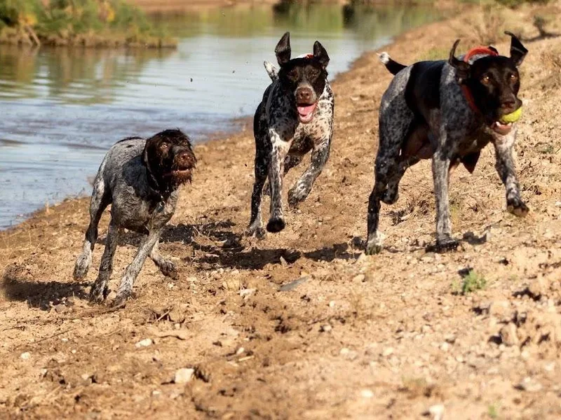 Hunting Son's Pointers