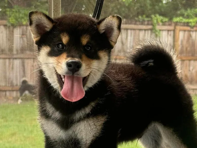 Huntley’s Champion Shibas