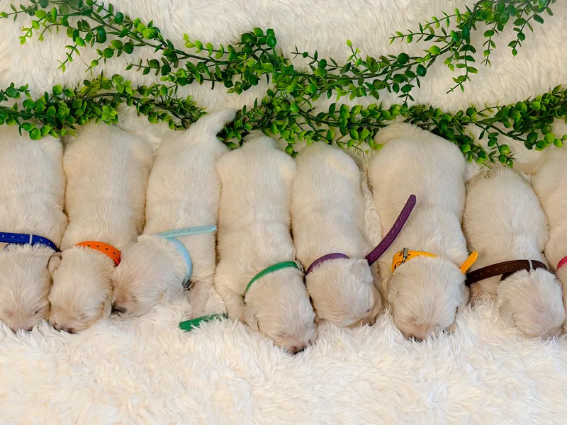 Huntley's Goldens