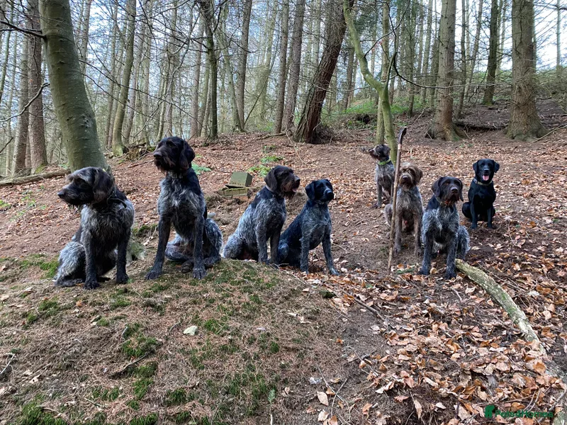 Huntstaff Gundogs photo 1