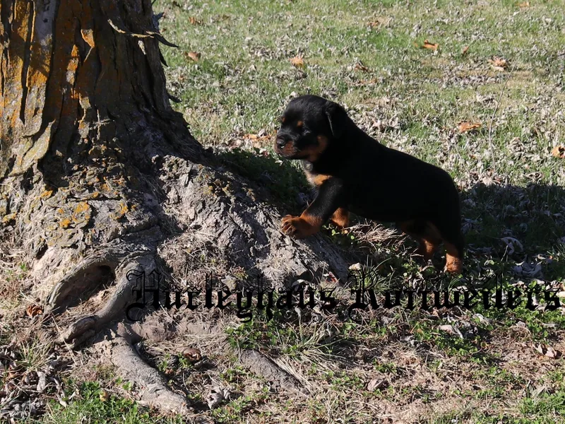 Hurleyhaus Rottweilers