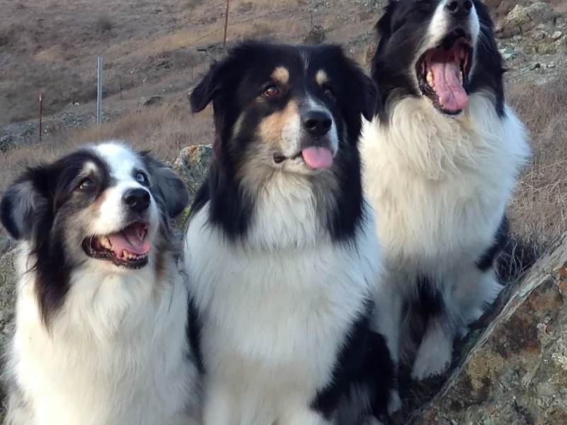 Hurricane Australian Shepherds photo 1