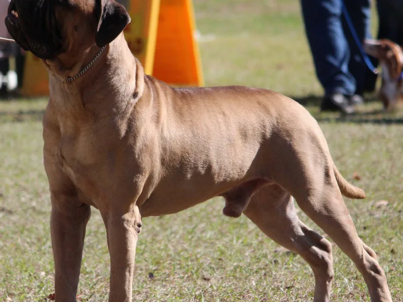 Hurricane Bullmastiffs