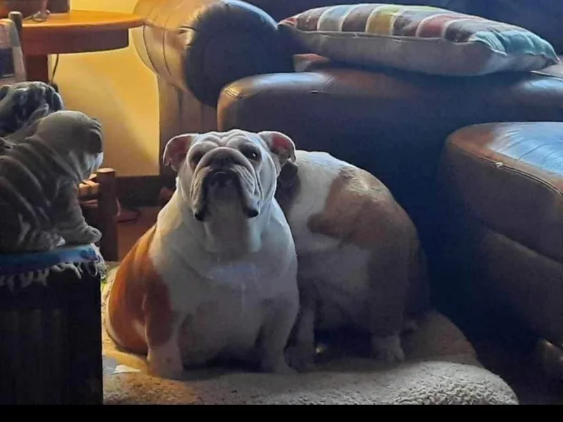 HurstBulldogs