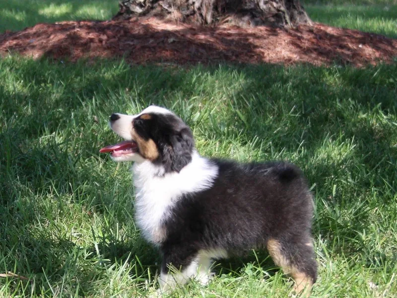 Husker Heart Kennel