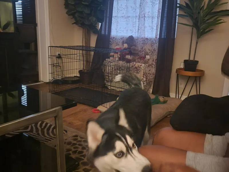 Huskies R US photo 1