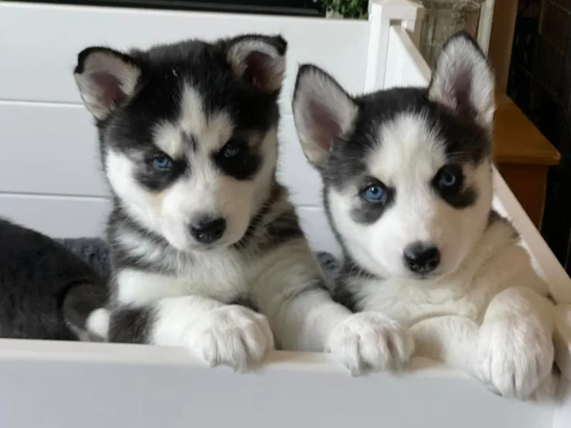 Husky Love and Pups