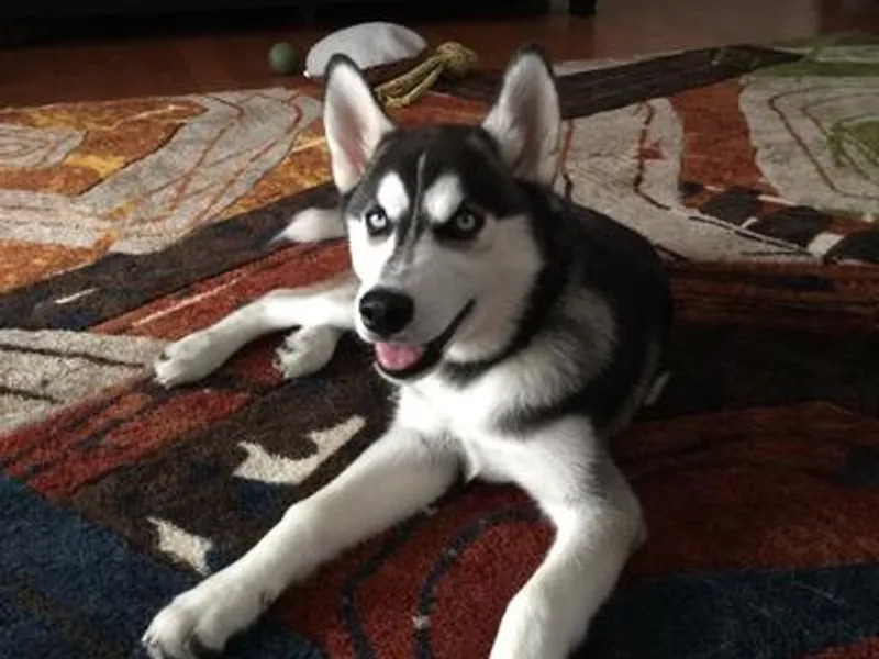Husky love photo 1