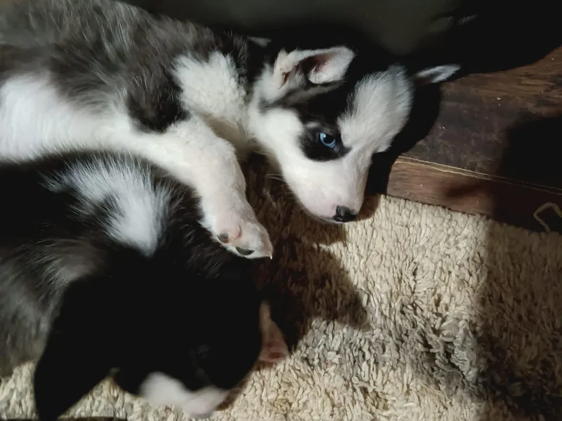 Husky Lovers
