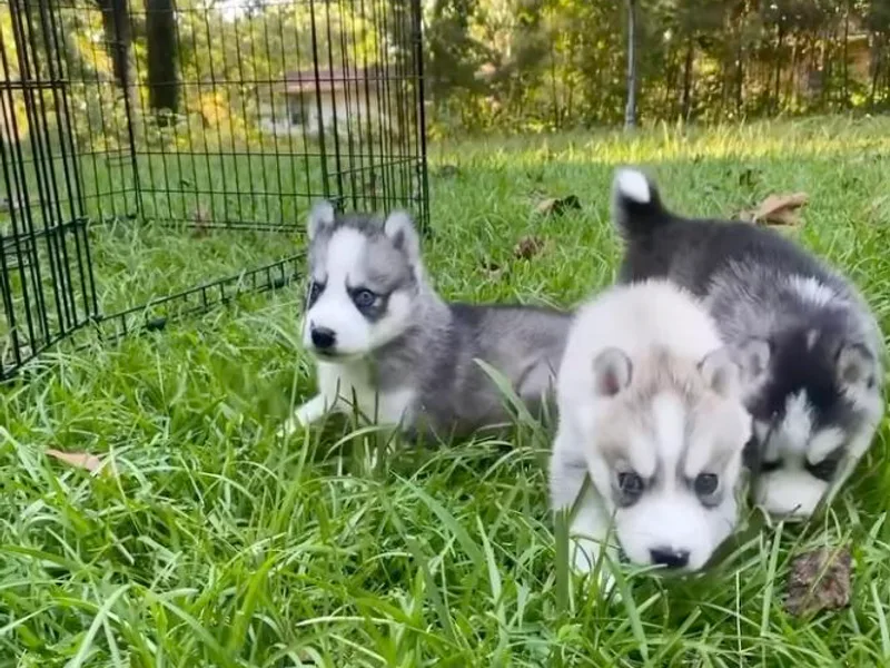 Husky Pups Atlanta