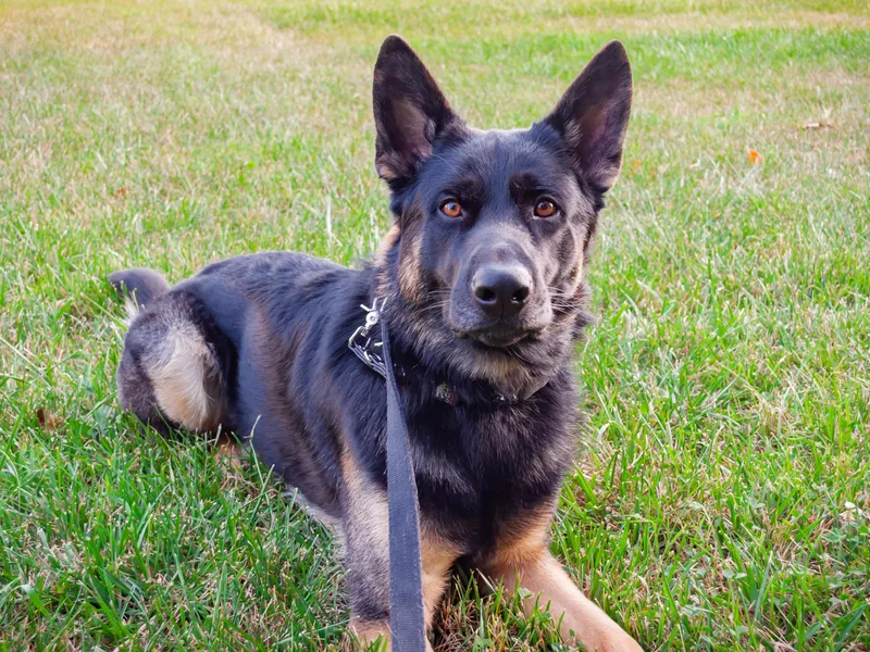 Hutchens German Shepherds