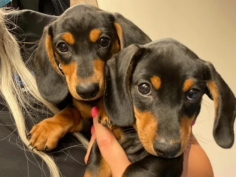 Hutchison Dachshund’s