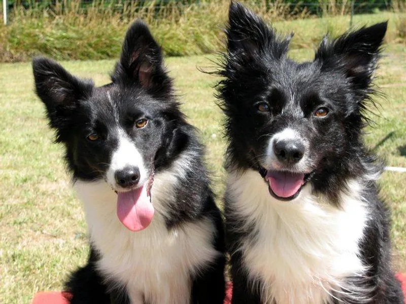 HV Border Collies