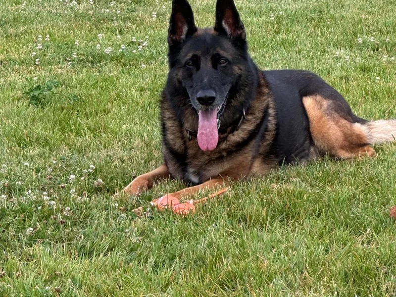 HVC Kennels-Home of Von Monray Elite German Shepherds