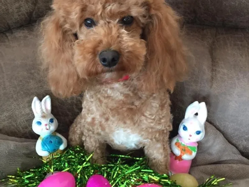 Hyco Lake Doodles and Poodles