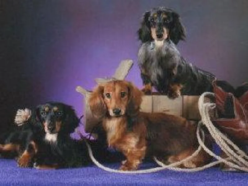 Hyder's Dachshunds