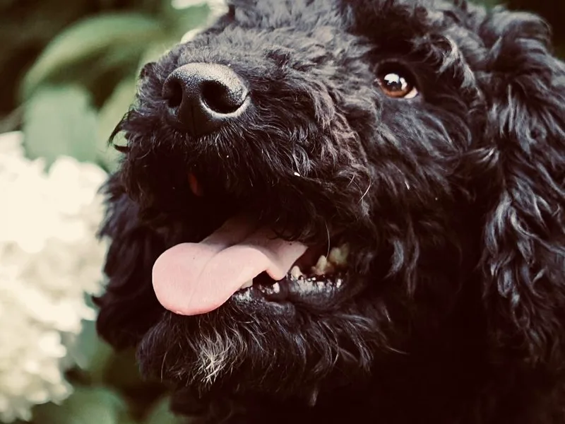 Hydrangea Hills Farm