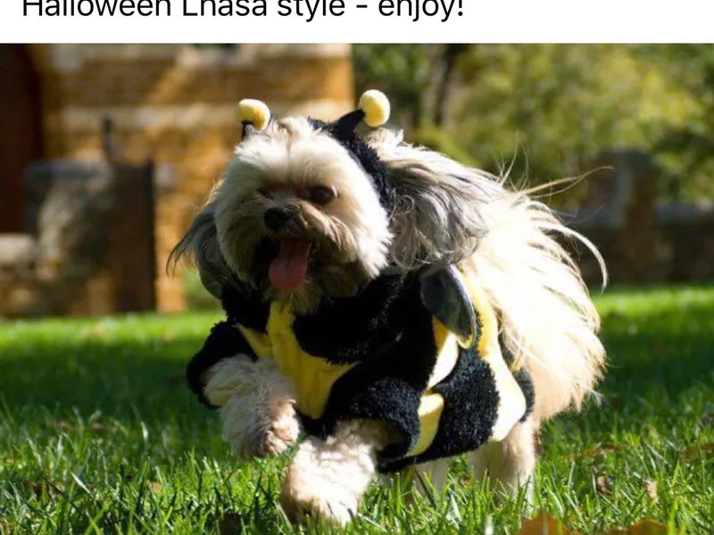 HylanShotru Lhasa Apso