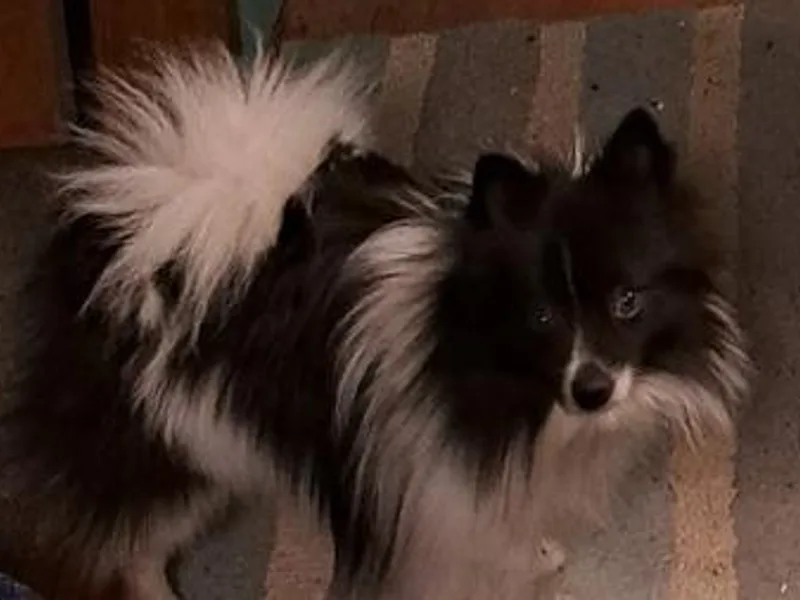 Hyneman's Haven Poms