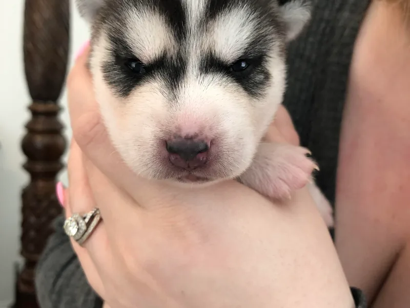 Hynes Huskies photo 1