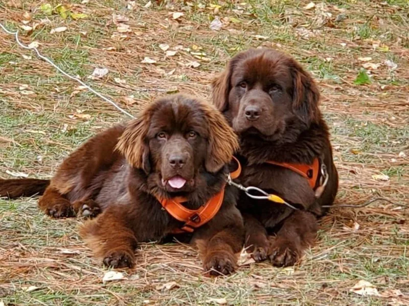 I.C.E Newfoundlands