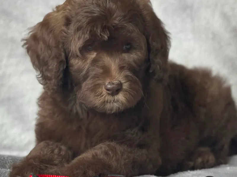 I Love U Back Labradoodles, LLC
