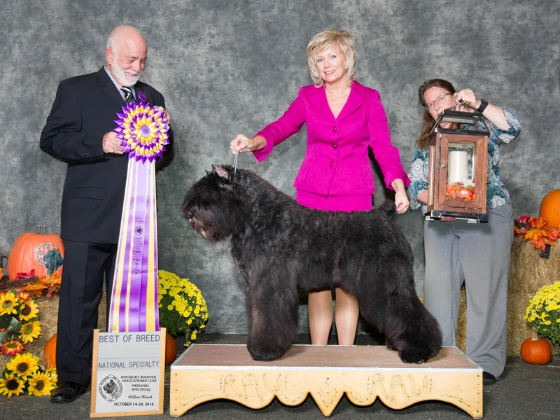 I'm Special Bouviers