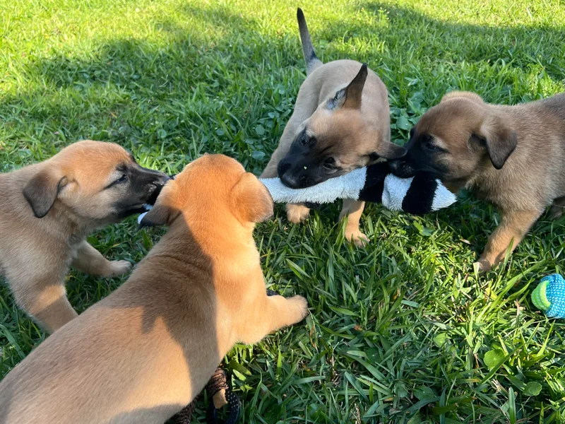 I Malinois Della Forneria