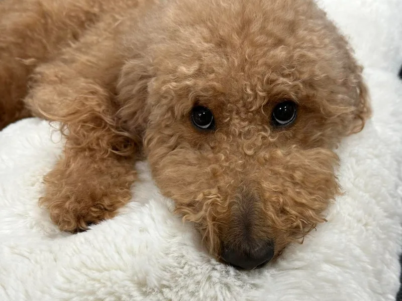 Iaroli’s  Small Standard Poodles