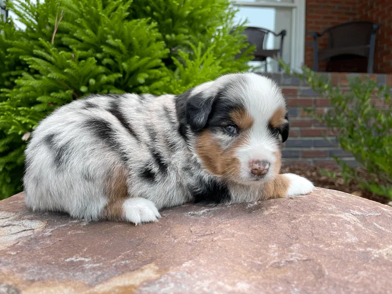 Ice Blue Aussies