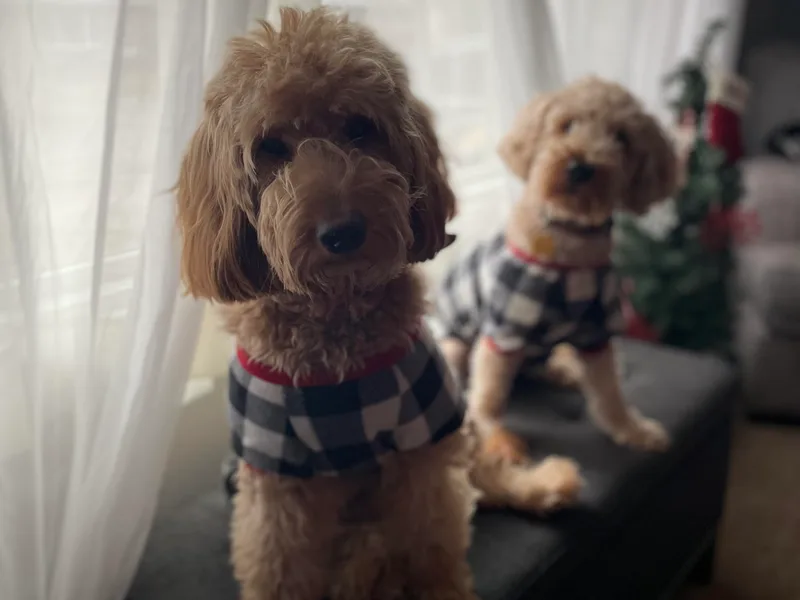 Ice Family Goldendoodles