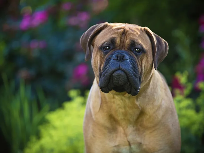 Icon Bullmastiffs