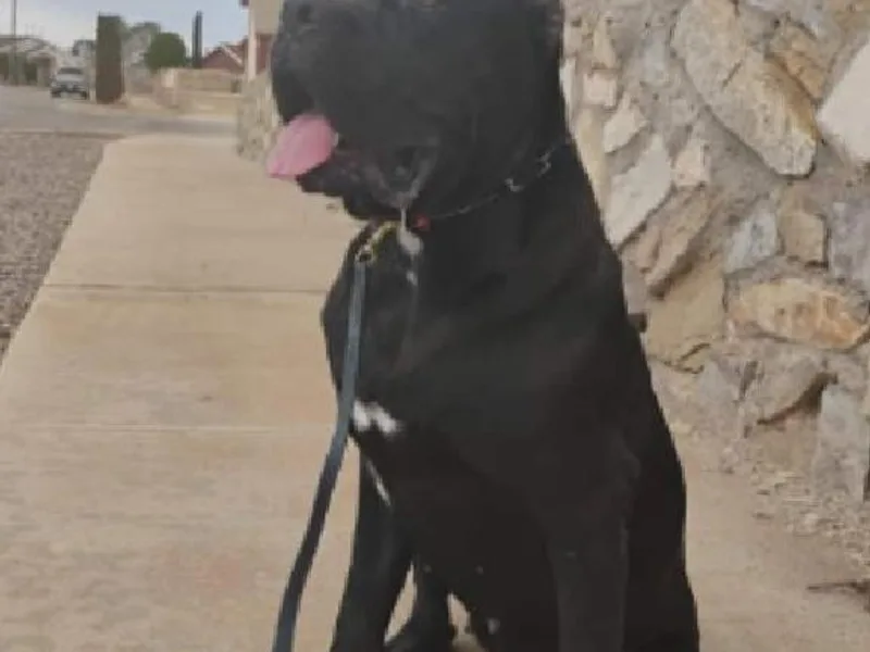 Icon Cane Corso